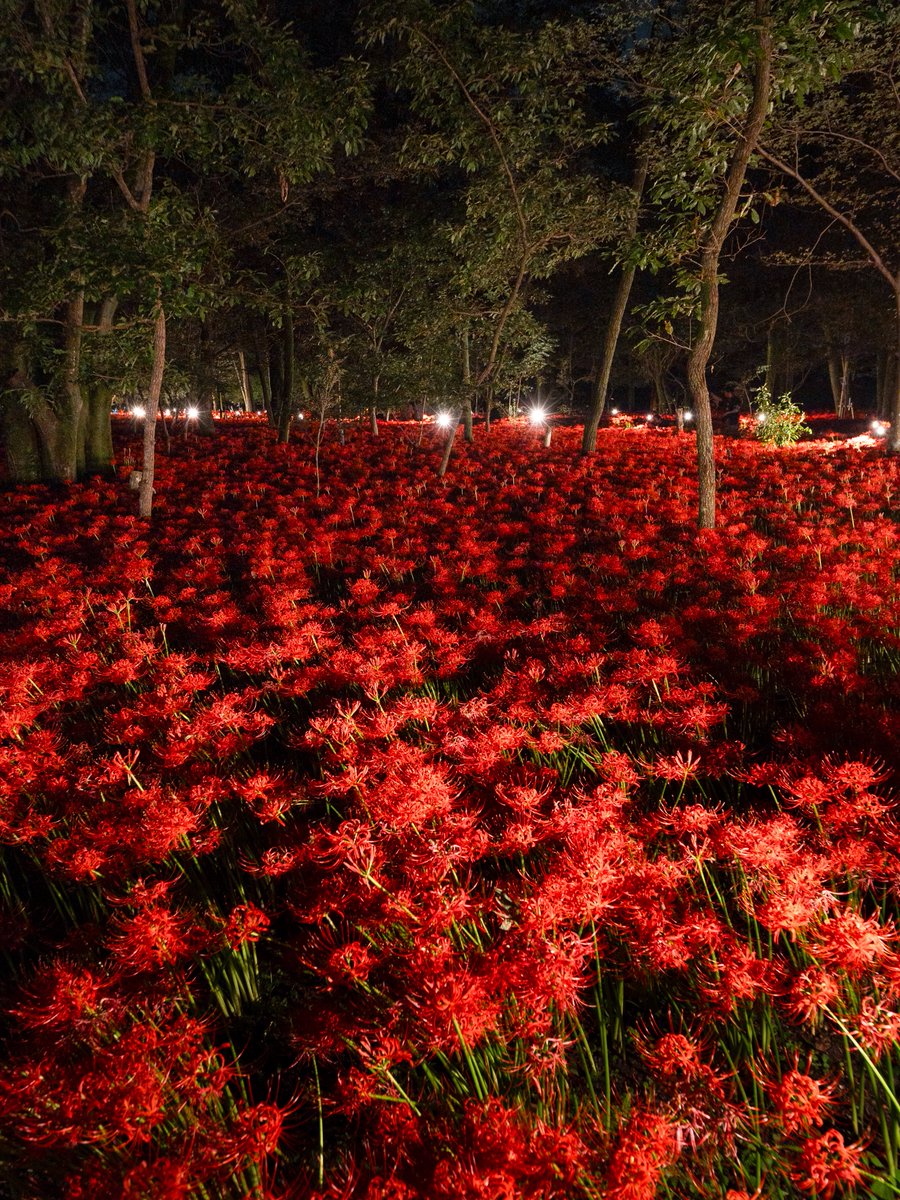 3m1ek's tweet photo. 夜の彼岸花群生地が鬼滅の刃の世界のようでした https://t.co/QqqgdtfAH0