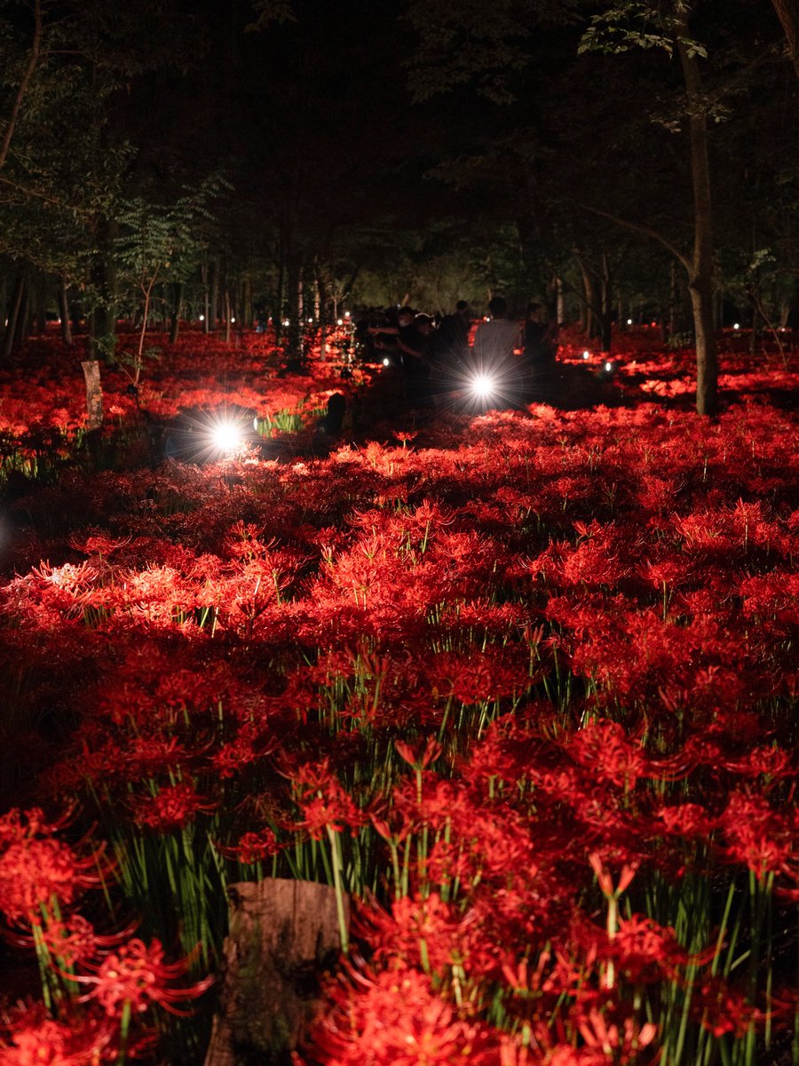 3m1ek's tweet photo. 夜の彼岸花群生地が鬼滅の刃の世界のようでした https://t.co/QqqgdtfAH0