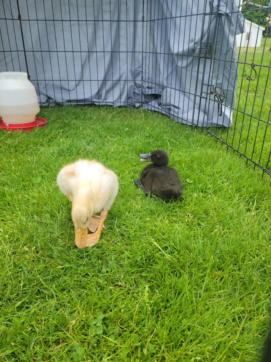 SparklegleamF's tweet photo. DVD was struggling to get comfortable. 🥺
#SparklegleamFarm #DVD #MTM #MaryTylerMolt #DickVanDuck #farm #duck #farmanimals #soft #cute https://t.co/ltHdGhndPr