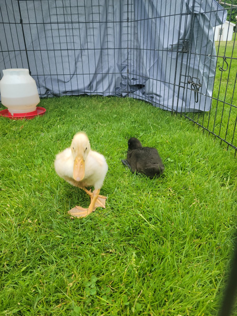 SparklegleamF's tweet photo. DVD was struggling to get comfortable. 🥺
#SparklegleamFarm #DVD #MTM #MaryTylerMolt #DickVanDuck #farm #duck #farmanimals #soft #cute https://t.co/ltHdGhndPr