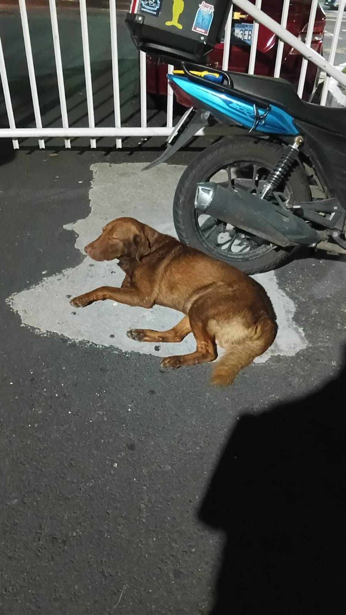 lyssitta's tweet photo. SERVICIO SOCIAL✅️
#REPORTAN ⚠️ 
#DEAMBULANDO ‼️ 
SE BUSCA A SU FAMILIA 📣 ‼️

este perrito se ha encontrado en 
Urb nueva Metropolis 2 por Carnitas mamá Chuz
Información  al 7988-1440 https://t.co/Yd5de5A7rv