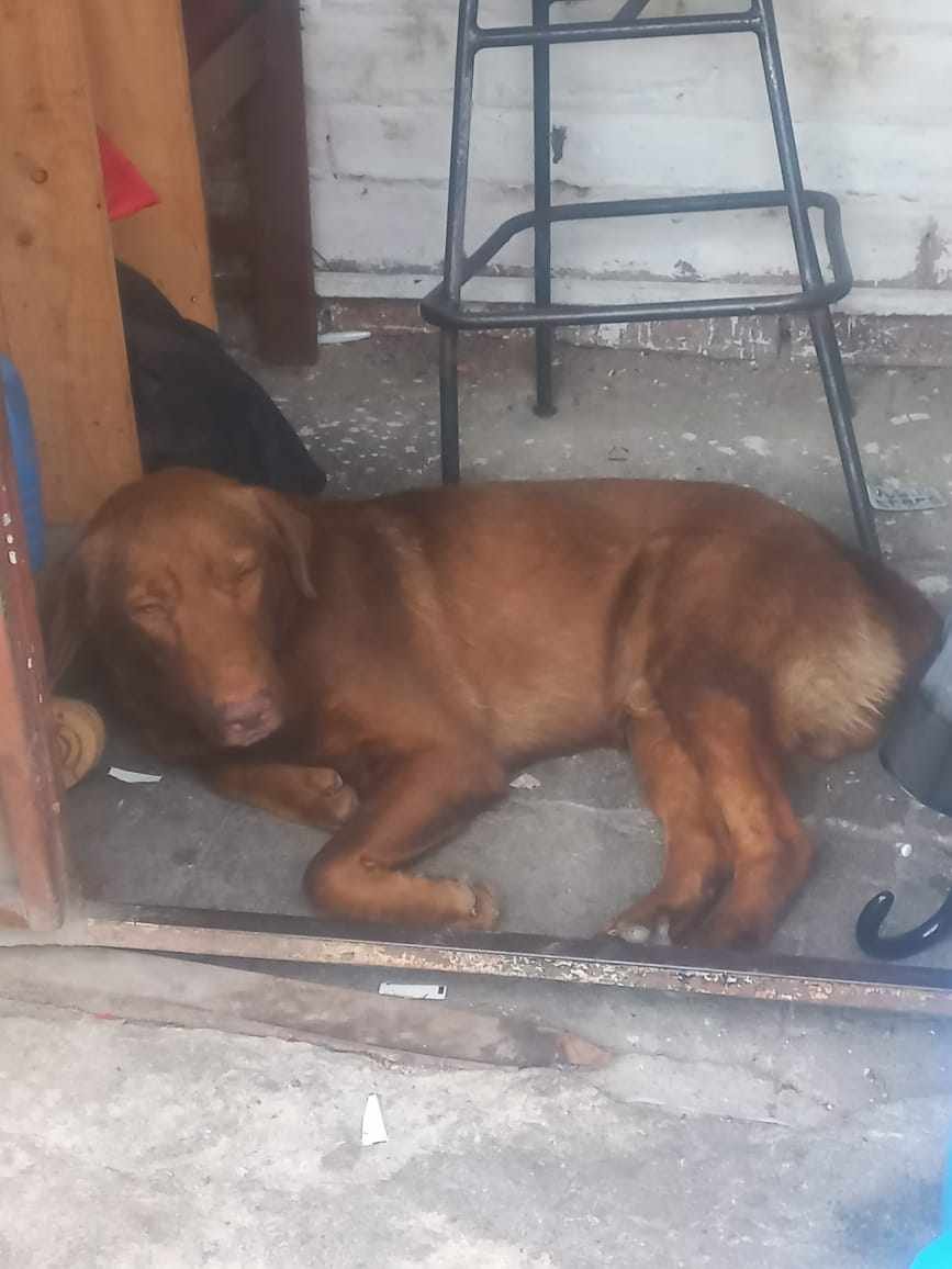 lyssitta's tweet photo. SERVICIO SOCIAL✅️
#REPORTAN ⚠️ 
#DEAMBULANDO ‼️ 
SE BUSCA A SU FAMILIA 📣 ‼️

este perrito se ha encontrado en 
Urb nueva Metropolis 2 por Carnitas mamá Chuz
Información  al 7988-1440 https://t.co/Yd5de5A7rv