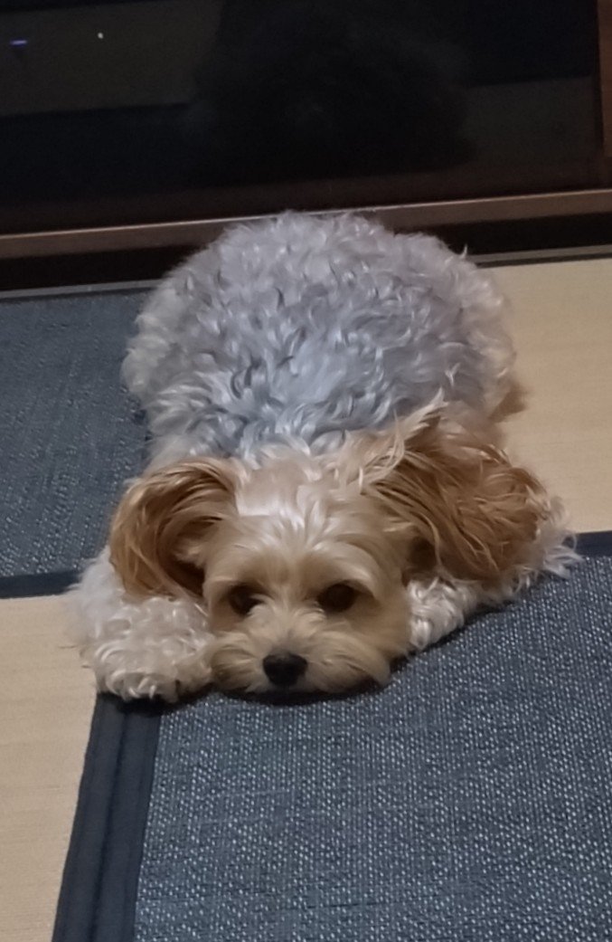 Rusan_yoki's tweet photo. 下僕を監視 https://t.co/t0FTL0dOyD
