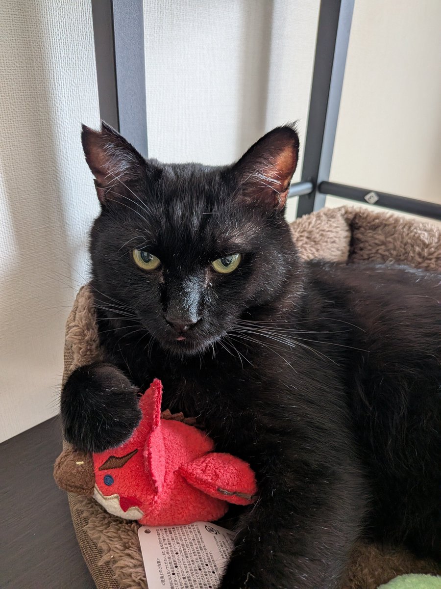 t_blue_ax's tweet photo. レウス狩猟猫 https://t.co/faCbBdjpjW