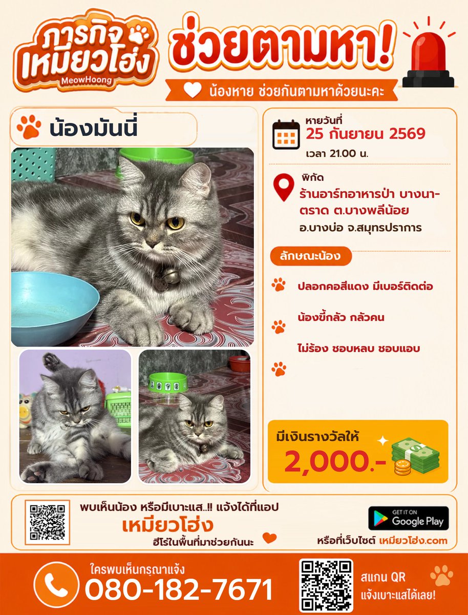 MeowHoongTH's tweet photo. ตามหาแมว น้องมันนี่ มีรางวัล 2,000.- 

📍 พิกัด: ร้านอาร์ทอาหารป่า บางนา-ตราด ต.บางพลีน้อย อ.บางบ่อ สมุทรปราการ

⚠️ แมวสลิดเทา สวมปลอกคอสีแดงมีเบอร์โทร นิสัยขี้กลัว ไม่ร้อง ชอบหลบแอบตามซอก

📞 080-182-7671
🌐 https://t.co/dnWyKxIrYv

#แมวหายสมุทรปราการ #บางบ่อ #เหมียวโฮ่ง https://t.co/vPyJgRxVrj