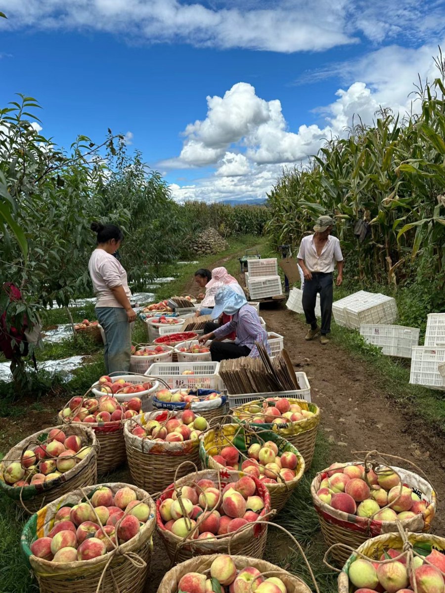 julyexk's tweet photo. [On a warm weekend, we enjoyed the sweet fruit from the orchard, with juicy peaches filling our baskets happily.]， https://t.co/oI7PEIuZxS