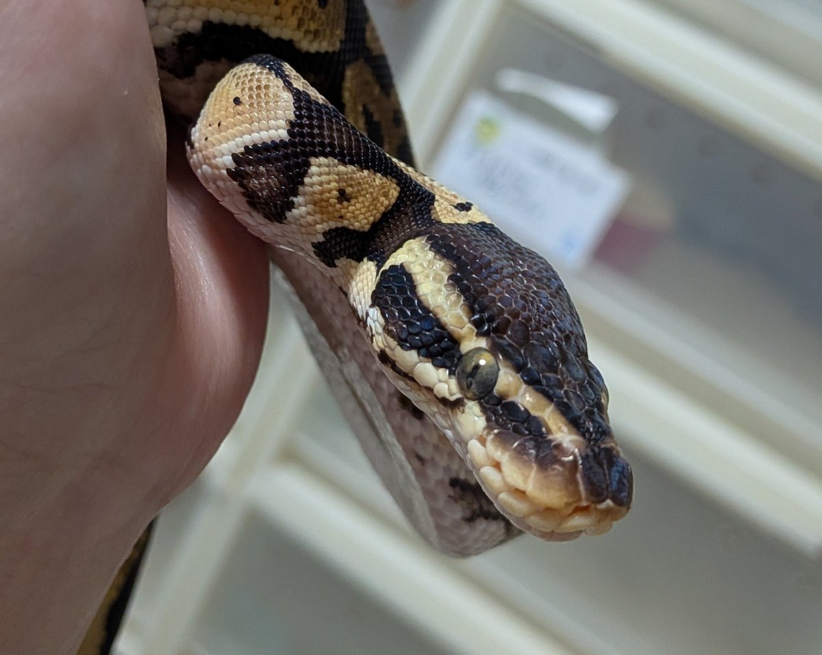 BallPython1207 tweet picture