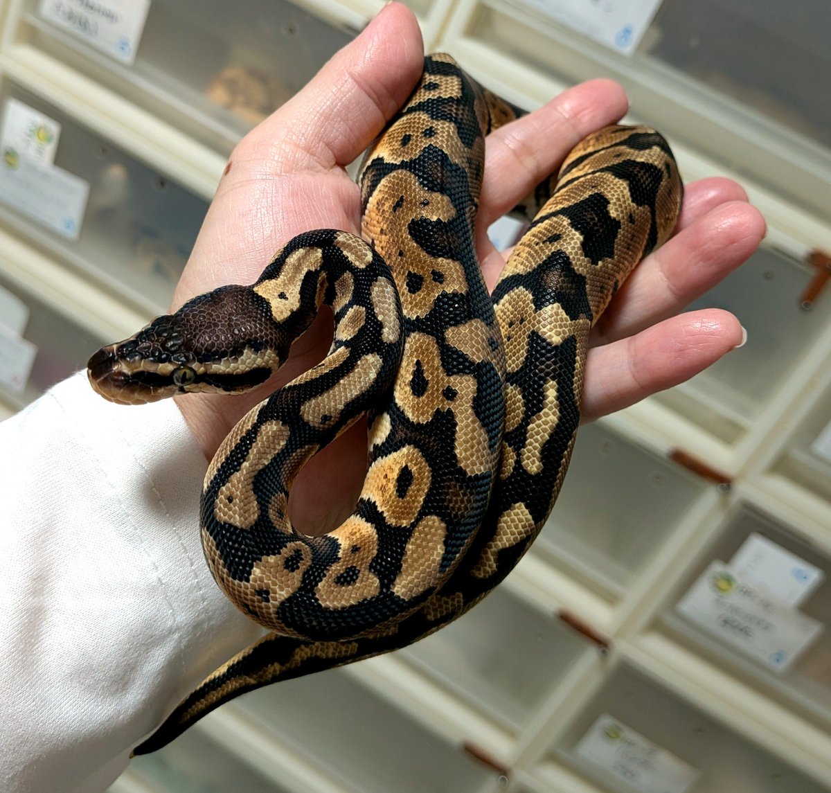 BallPython1207 tweet picture