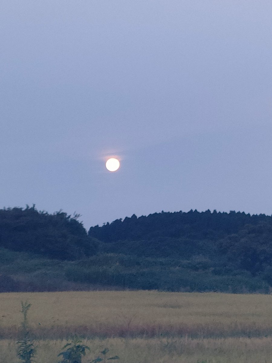 Side80Need's tweet photo. 日曜早朝ップン🌄
ブタクサが準備運動始めました🤧
#STEPN  #STEPNactivationcode 12384720 https://t.co/4HJTScZBV1
