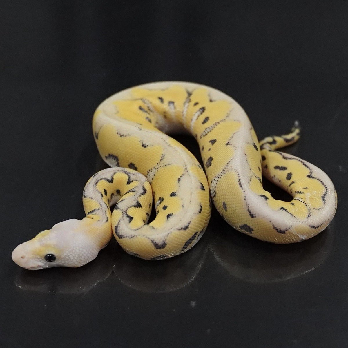 SideBCollection's tweet photo. [Ball Pythons as living art]

1.0 スーパーパステル DG クラウン

¥180,000/販売中

スーパーパステルまで重ねることによって、頭やバックラインの白さにより透明感が加わっています。パステルDG系のベビーを確実に狙える優秀なオス個体です。

#ボールパイソン https://t.co/DakXWJfTpP