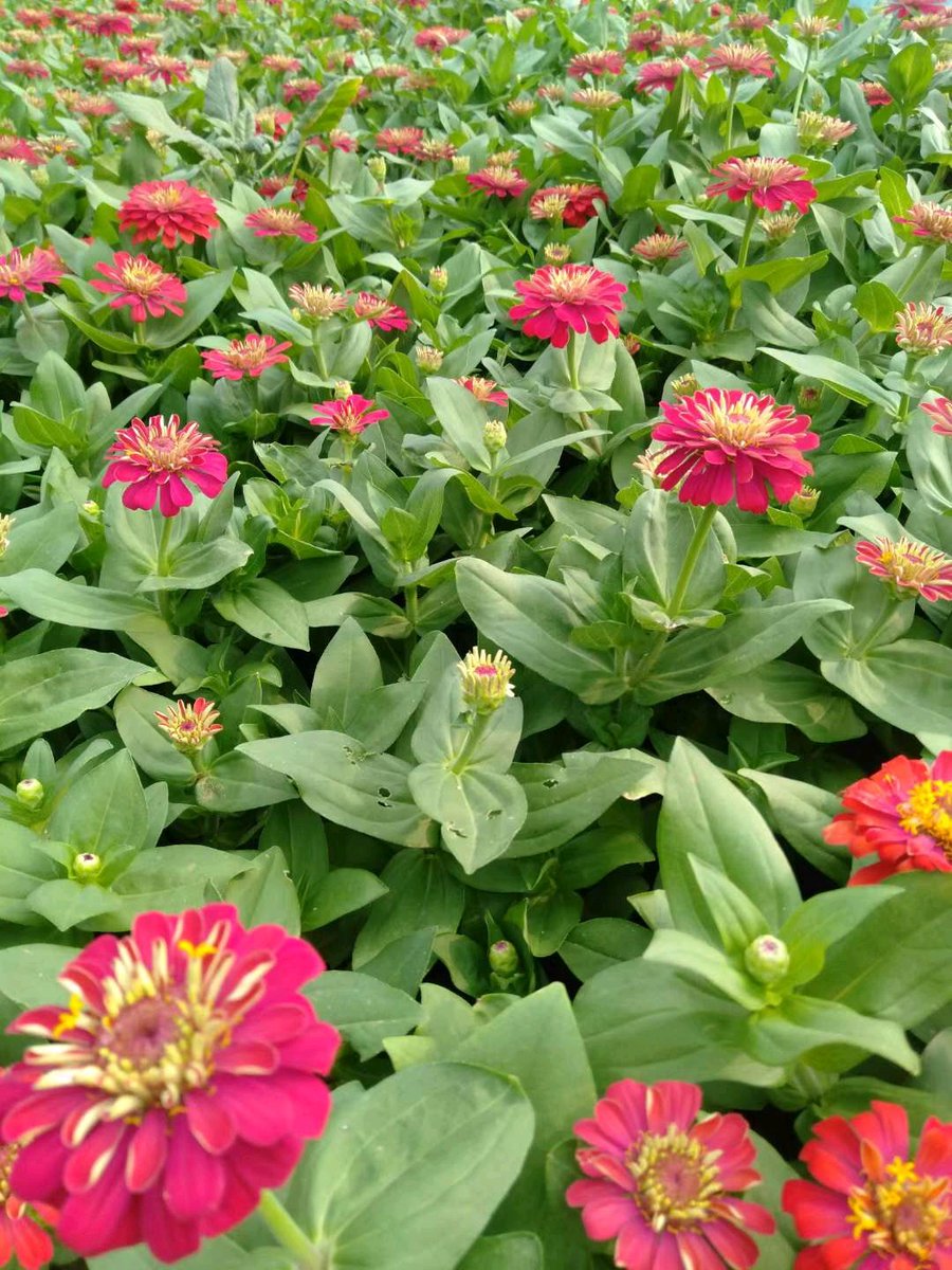 CristeAndrade's tweet photo. [The milliner’s new drink made from zinnia petals, the monkey nearby sipped quietly, neighbors all nodded, saying “Such generous small joys!”] https://t.co/L0QtgZAntz