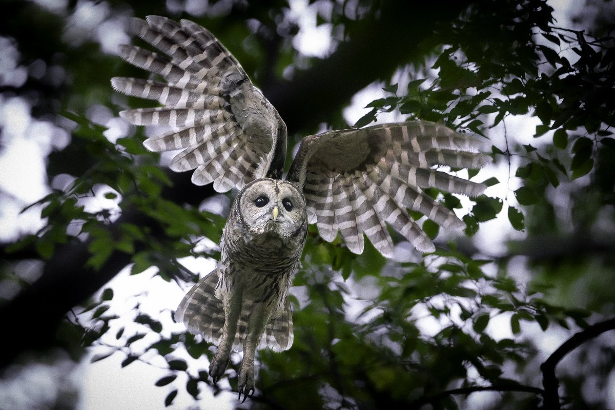 davidlei's tweet photo. An angel in our midst: Bramble the Central Park barred owl.

#birdcpp #nature #wildlife https://t.co/AzAy3Ol7WK