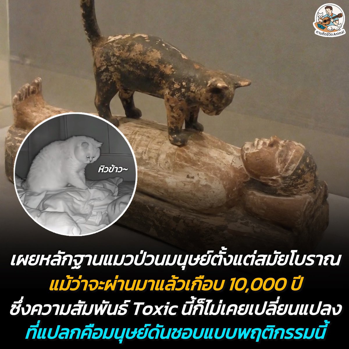 AnimalFW_TH's tweet photo. เป็นความสัมพันธ์ Toxic เดียวที่ฉันจะทน เพราะรักเค้าาา 😳😖🫠
อาณาจักรสัตว์โลก มีม&สาระ By ตามติดชีวิตAnimal
ใครจะไปคิดว่าความสัมพันธ์แบบป่วนๆ ระหว่างมนุษย์และน้องแมวจะมีมาตั้งแต่สมัยโบราณแล้ว จากภาพหลักฐานนี้พิสูจน์ให้เห็นเลยว่าแม้แต่ชาวอียิปต์โบราณก็ยังหนีไม่พ้นการถูกเจ้านายกวนและไม่เคยได้พักผ่อนอย่างสงบสุขเลยจริงๆ 😣

เรื่องราวนี้มีที่มาที่ไปนะฮะ ย้อนกลับไปเมื่อหลายพันปีก่อน น้องแมวเริ่มเข้ามาใช้ชีวิตร่วมกับมนุษย์ตั้งแต่ยุคที่พวกเราเริ่มทำเกษตรกรรม ซึ่งชุมชนเกษตรกรรมยุคแรกๆ ดึงดูดพวกสัตว์ฟันแทะให้เข้ามา และเหล่าน้องแมวก็รู้ทันทีว่าที่นี่มีอาหารอุดมสมบูรณ์ให้ล่าแน่นอน โดยเฉพาะในยุคอียิปต์โบราณ น้องแมวได้กลายมาเป็นส่วนหนึ่งในชีวิตประจำวันที่ทุกคนคุ้นเคย และมักจะปรากฏอยู่ในงานศิลปะว่าชอบเข้ามานั่งอยู่ในบ้าน หรือมาอยู่เคียงข้างเจ้าของเสมอ 🫣

แม้เวลาจะผ่านไปนานแค่ไหน แต่บางสิ่งก็ไม่เคยเปลี่ยนแปลงไปเลยฮะ ทุกวันนี้เจ้านายก็ยังชอบมานอนทับบนตัวพวกเราอยู่ดี นั่นก็เพราะว่าร่างกายของมนุษย์เราช่วยให้ความอบอุ่น ความสบาย และมอบความรู้สึกปลอดภัยให้กับพวกเค้านั่นเอง และที่แปลกก็คือพวกเราก็ดันชอบพฤติกรรมแบบนี้ของแมวซะด้วยสิ นี่แหละนะที่เค้าว่า ต่อให้ร้ายแค่ไหนก็ทนได้เสมอ เพราะรักเค้ายังไงล่ะ 🤣

ว่าแต่เจ้านายที่บ้านของใครชอบมาป่วนหรือมานอนทับตอนที่เรากำลังจะพักผ่อนบ้างฮะ เอามาแชร์ให้แอดเพาและเพื่อนๆ ดูหน่อย 😚

เรียบเรียง 🖋️ แอดเพา
ที่มาของรูป 📸 
#แมว #หมา #ทาสแมว #อาณาจักรสัตว์โลก #ตามติดชีวิตAnimal