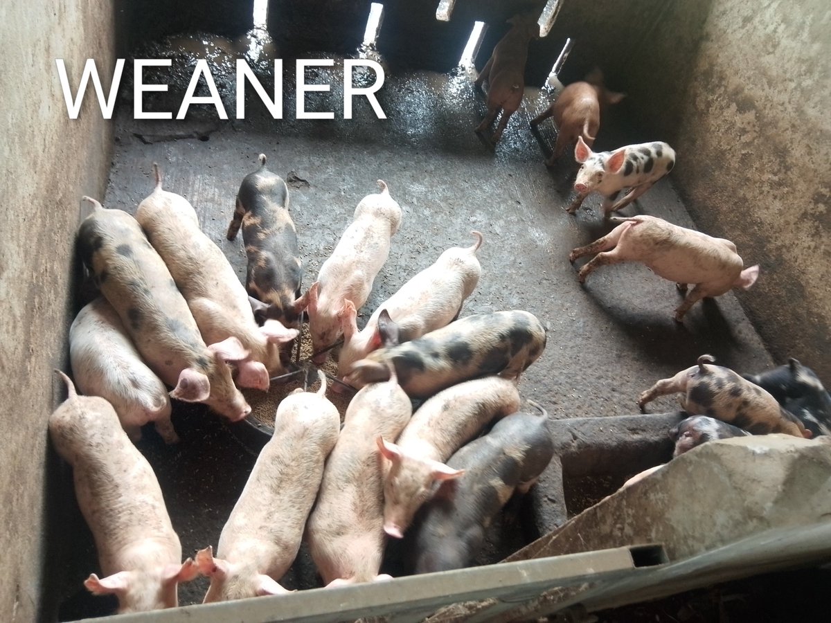 NeilRobins1ojy's tweet photo. Weaners from yesterday hopefully some of you got on https://t.co/l5Kk0po7nm