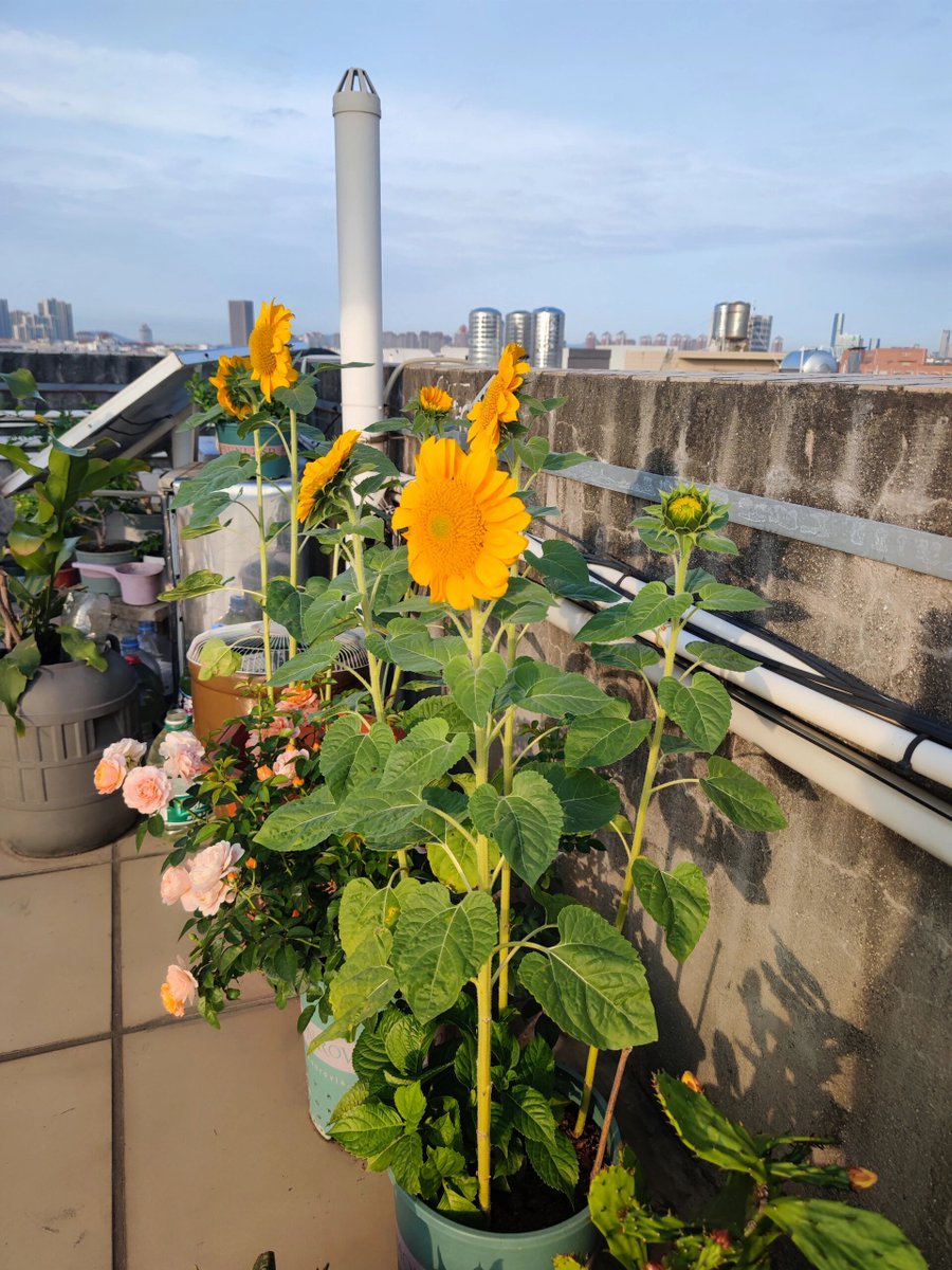 MaxineParuta's tweet photo. Neighborly win! Our block’s weekly plant swap left everyone with fresh basil, sunflowers, and a new buddy to share gardening tips with. Love small, warm community vibes , https://t.co/zzGg7cGVYZ