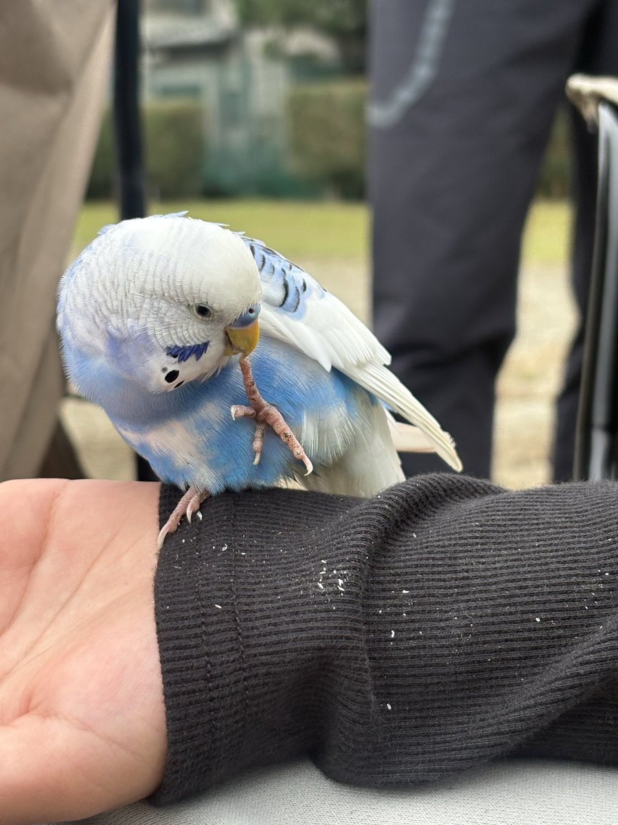 wightwoman814's tweet photo. 迷いインコいます
@坂戸市立千代田小学校
#拡散希望 https://t.co/ysuyJEceCd