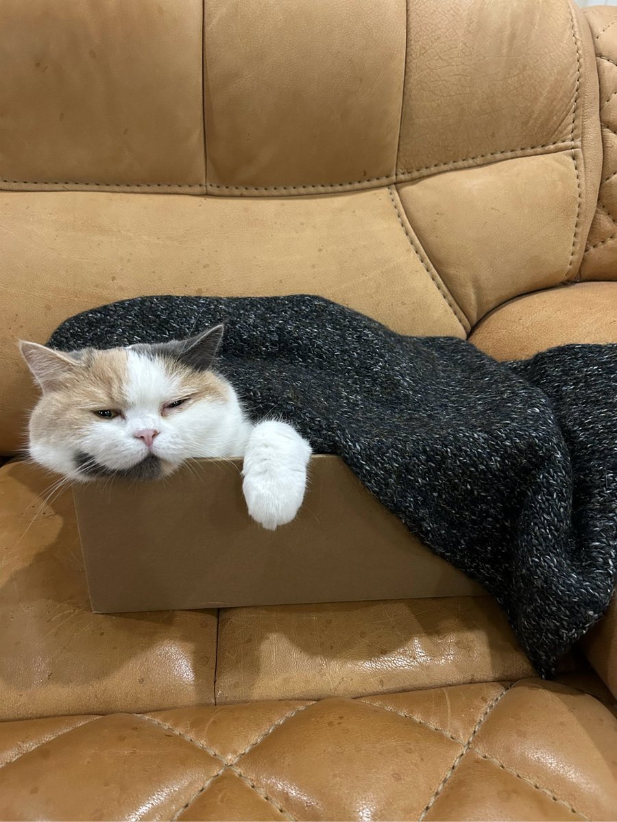 AleaseNessszf's tweet photo. Just finished folding the laundry while my cat napped on the clean pile—small wins make cozy days. https://t.co/kDSrggb9rY
