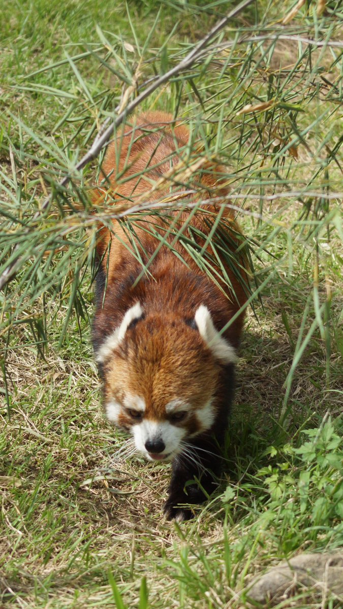 hosss_77's tweet photo. トンネルくぐり🥰🥰🥰

#茶臼山動物園 https://t.co/oKAs4nxr14