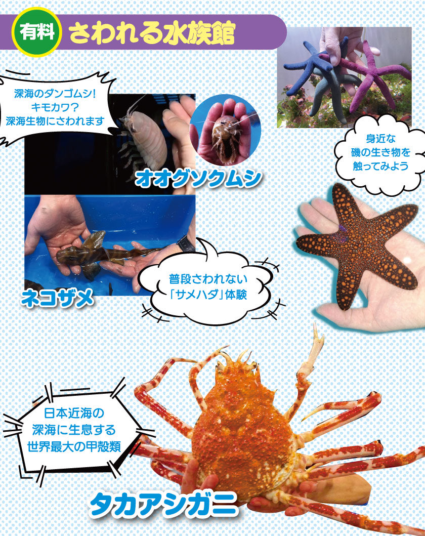 niirepjp's tweet photo. 10月開催の新潟レプタイルズワールドでは
有料で生きものにさわれる水族館が登場！
•深海のダンゴムシ！キモカワ？深海生物にさわれます〈オオグソクムシ〉
•日本近海の深海に生息する世界最大の甲殻類〈タカアシガニ
•身近な磯の生き物を触ってみよう
•普段さわれない「サメハダ」体験も https://t.co/BwBj5lIyK9