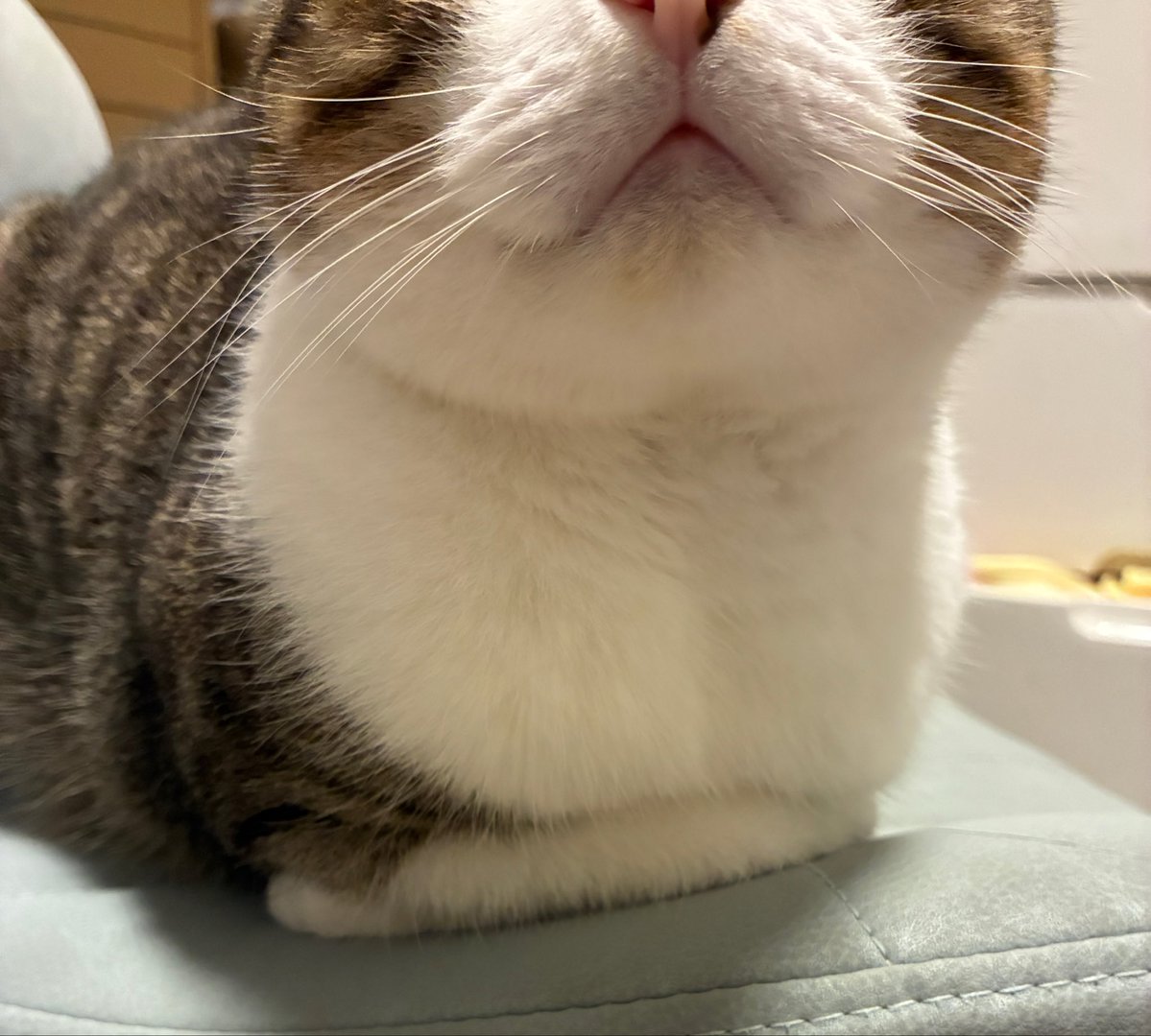 jdyyccjokj5's tweet photo. ω  ←あまりにもコレで尊い https://t.co/otCCSwZMrs