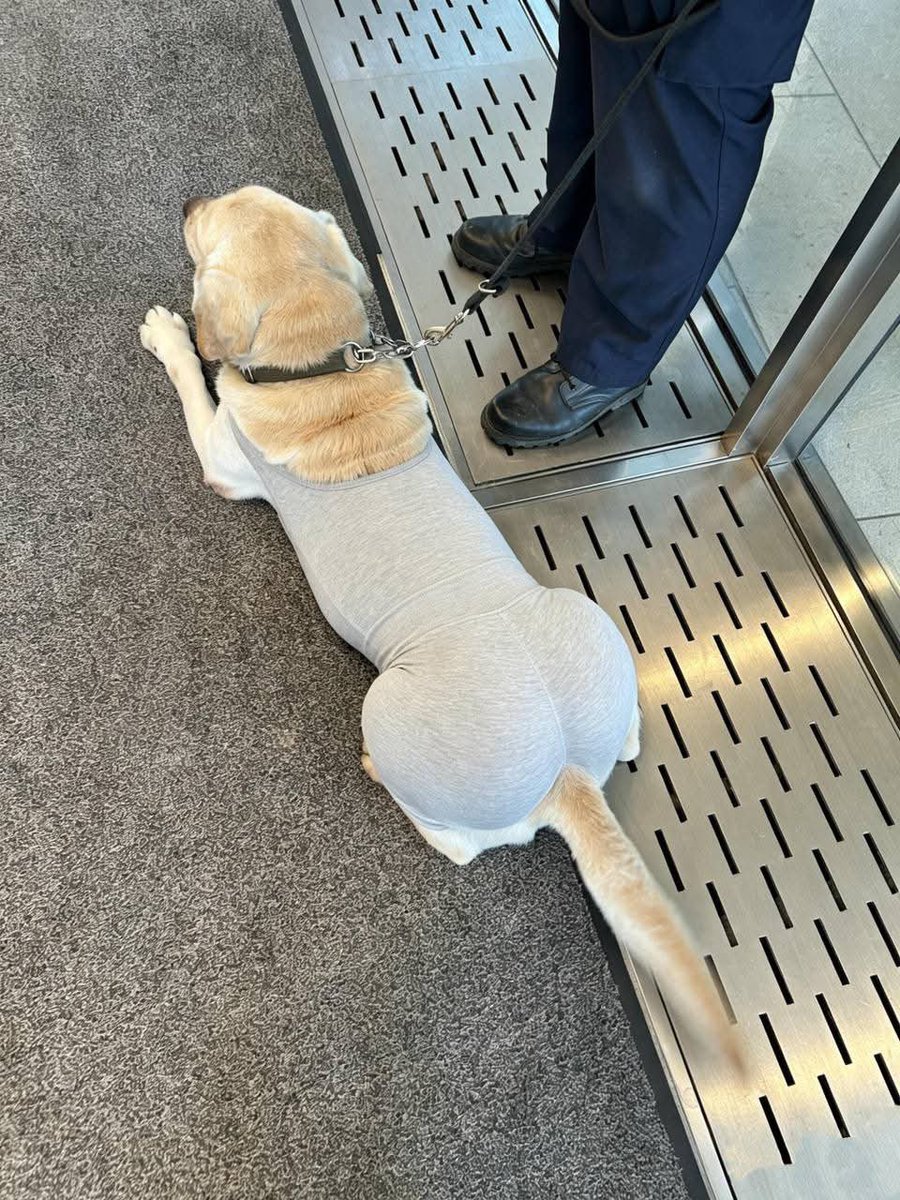 fuma_ten's tweet photo. えっろい犬おった https://t.co/9kBXJ3W9yN
