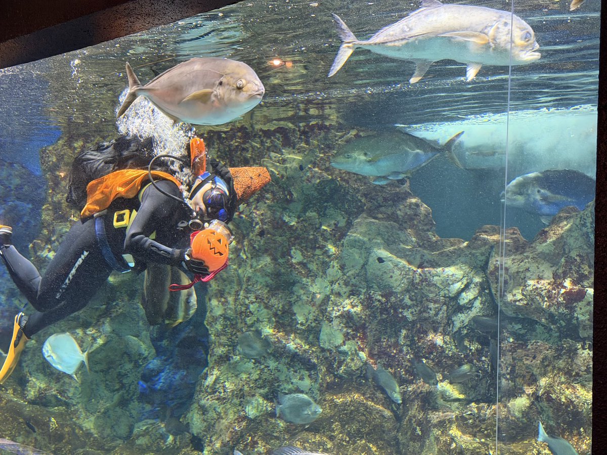 catflish's tweet photo. 記憶はないのに子供の声とエモい音楽で泣きそう
寺泊水族館、いいところでした https://t.co/fQr9B2xdAC