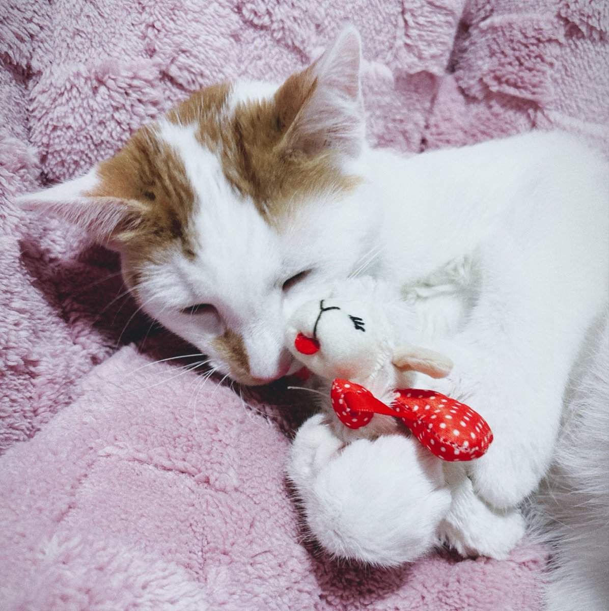 PinkFlan's tweet photo. ….And a cat tree for my baby boi! https://t.co/AamzPvJrVO
