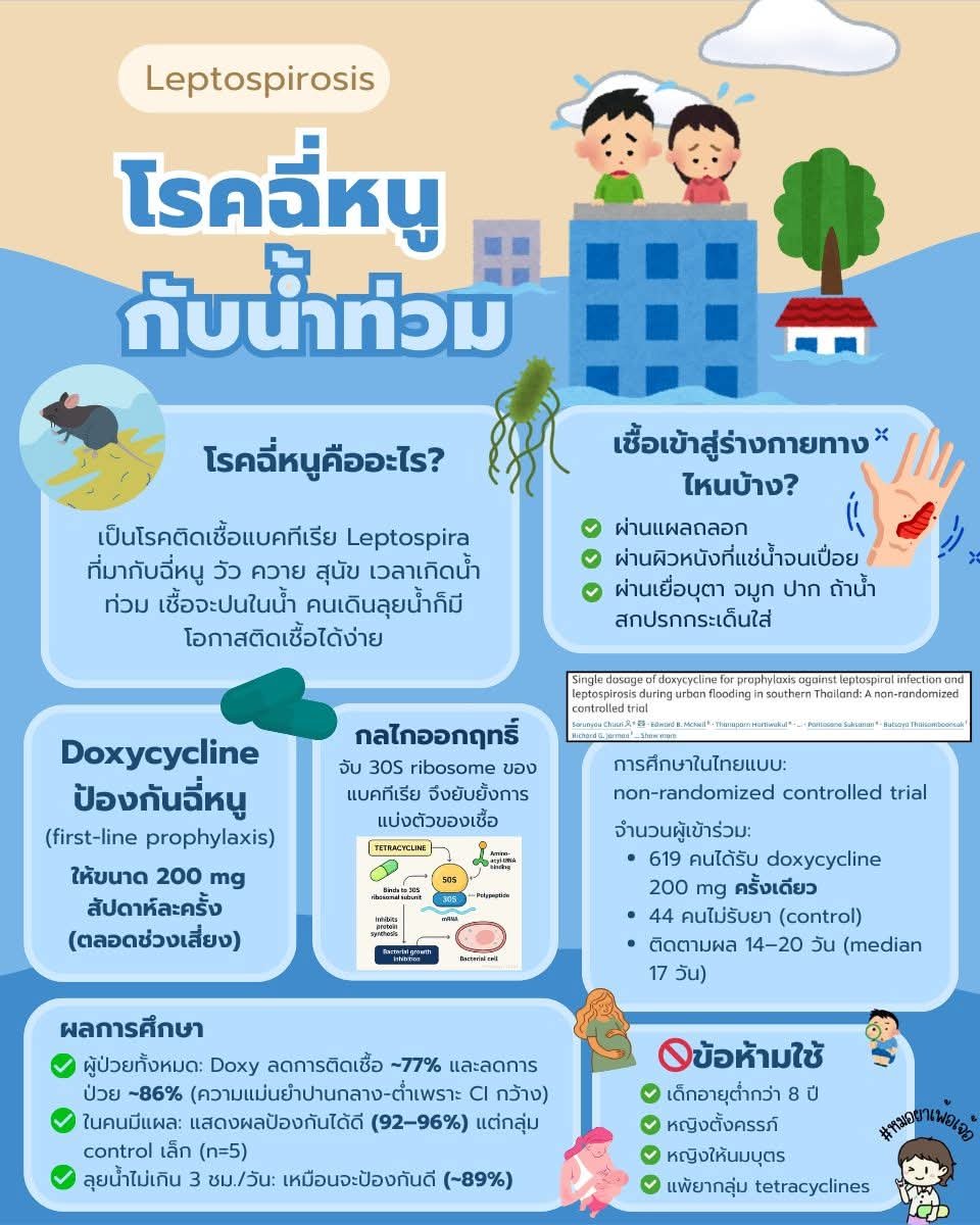 Butterymom_no_1's tweet photo. แนะนำกลุ่มเสี่ยงที่ต้องสัมผัสน้ำตลอดเป็นระยะนานๆ ถ้าพอจะออกไปร้านยาได้ลองปรึกษาเภสัชกรที่ร้านยาใกล้บ้านดูนะคะ 

ปล.ไม่ใช่ทุกคนที่ต้องได้รับยาน้าา แจ้งประวัติแพ้ยาและโรคประจำตัวก่อนทุกครั้งนะคะ 

Cr .เพจหมอยาเพ้อเจ้อ

#น้ําท่วม https://t.co/kKYIHCeB4U