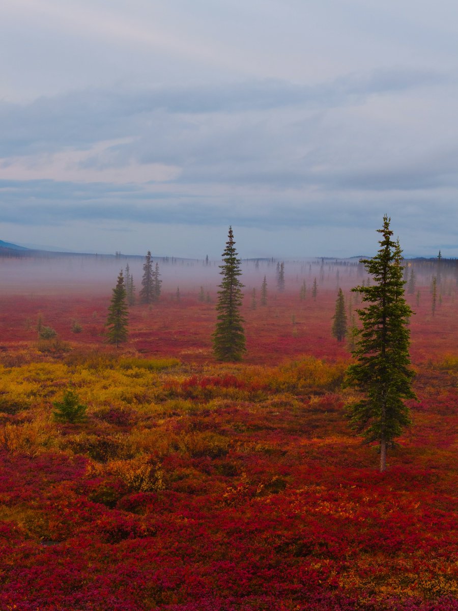 ____flowers__'s tweet photo. Fall colors in Anchorage, Alaska https://t.co/eUm1h33LJ9
