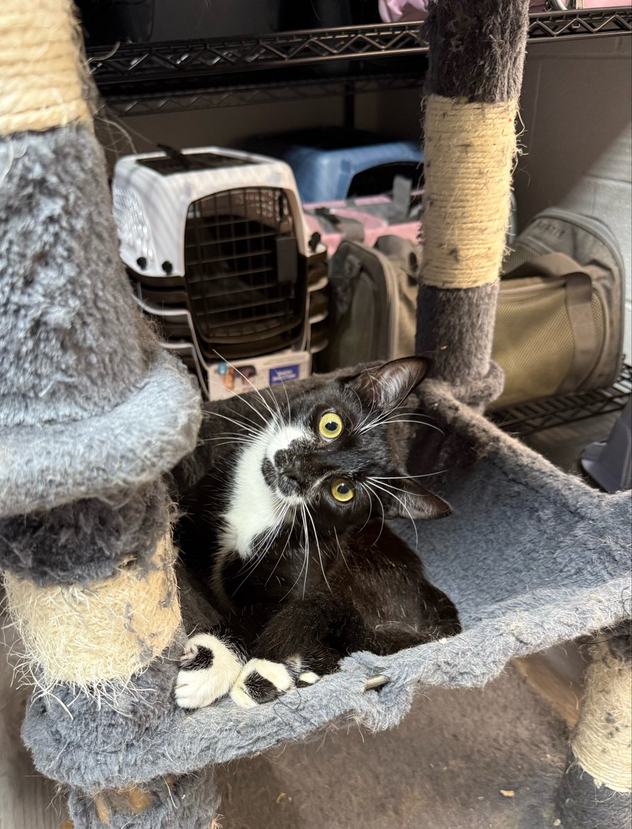 feederofcats's tweet photo. this is my biweekly sorry my mental illness is keeping me from posting but don't worry I am still feeding the cats post https://t.co/E2vu364LjW