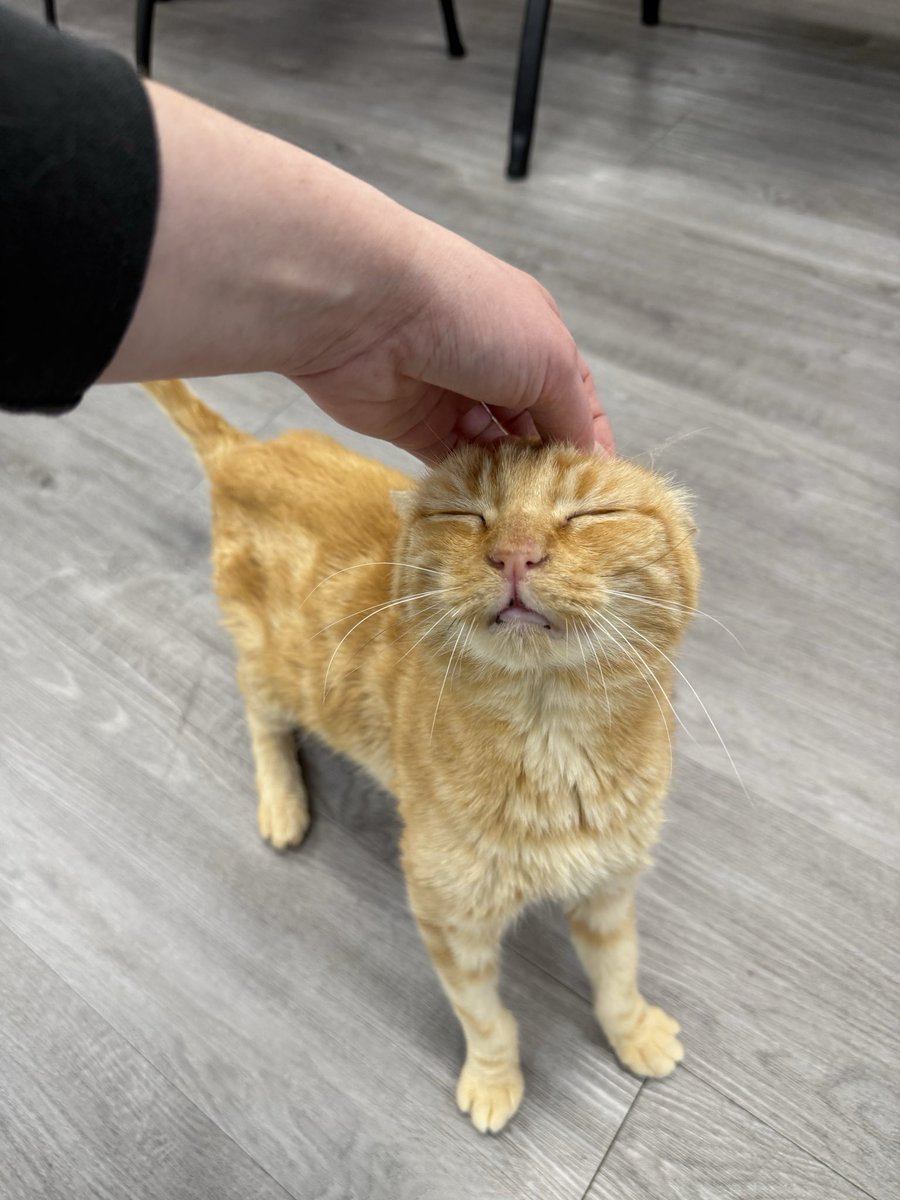 feederofcats's tweet photo. this is my biweekly sorry my mental illness is keeping me from posting but don't worry I am still feeding the cats post https://t.co/E2vu364LjW