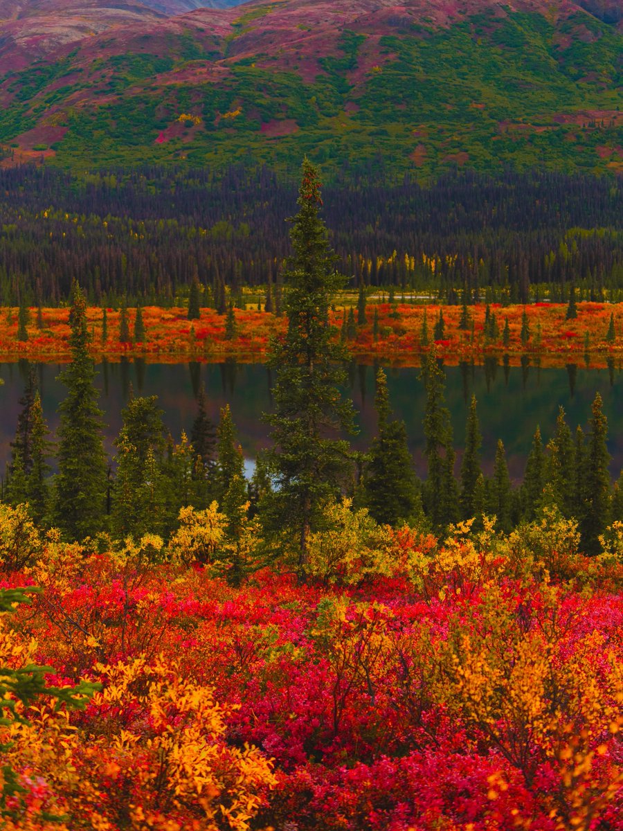 ____flowers__'s tweet photo. Fall colors in Anchorage, Alaska https://t.co/eUm1h33LJ9