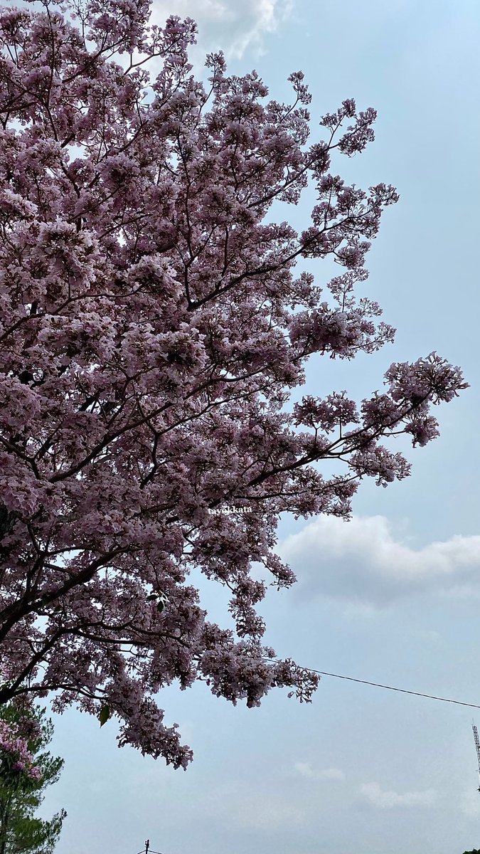 tayokkata's tweet photo. sakura di jepang❌
sakura di malang✅ https://t.co/81mMxdyhMS