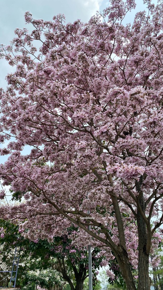 tayokkata's tweet photo. sakura di jepang❌
sakura di malang✅ https://t.co/81mMxdyhMS