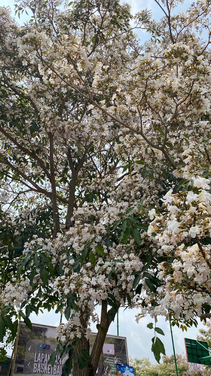 tayokkata's tweet photo. sakura di jepang❌
sakura di malang✅ https://t.co/81mMxdyhMS