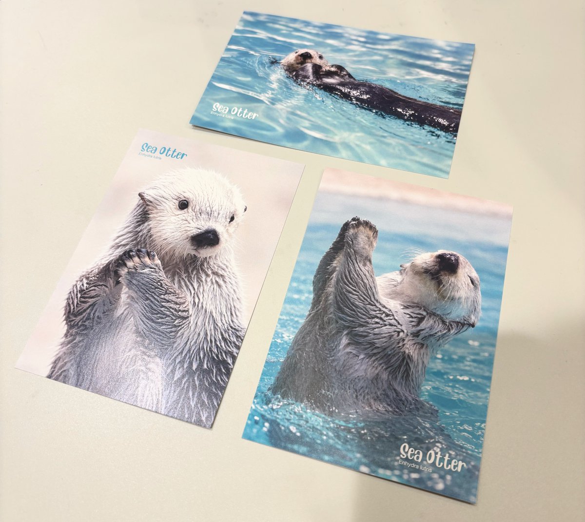 ikehon_sanseido's tweet photo. #書籍館1階 『動物園フェア』再入荷のお知らせ
グッズをご購入のお客様へお渡ししているポストカードに、ラッコ柄が再入荷いたしました🙌
更に絵柄も3種へ増えております!!
ラッコグッズをご購入の方へ、1会計1枚・ランダムでのお渡しとなりますのでご了承くださいませ🙇‍♀️ https://t.co/nMA7YWVHpD