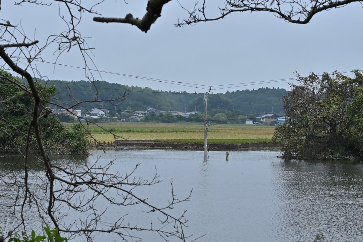 kazweb2008's tweet photo. 台風大雨後の印旛沼サイクリングロード、27日朝現在、八千代市米本の新川にかかる平戸橋から佐倉ふるさと公園経由して利根川の印旛水門まで、酒直の破堤箇所以外走行可能でした。一部陥没や水溜まり、泥、小枝があるのでご注意を！ https://t.co/cezy3UYMHZ