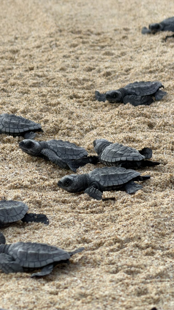 RamonCorralA's tweet photo. Una tarde muy especial en Bahía de Kino. 🐢🌊

Junto a mi esposa @KarlaPAguilarG , acompañamos al Grupo Tortuguero de Bahía de Kino en la liberación de 65 tortugas golfinas. 🐢🌊

Qué bonito verlas llegar al mar y ser parte de estos esfuerzos para proteger a una especie que está en peligro de extinción y conservar nuestras costas.