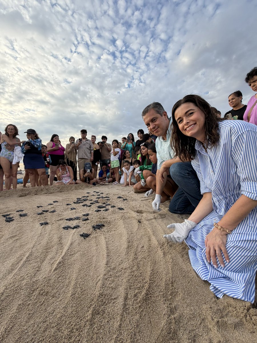 RamonCorralA's tweet photo. Una tarde muy especial en Bahía de Kino. 🐢🌊

Junto a mi esposa @KarlaPAguilarG , acompañamos al Grupo Tortuguero de Bahía de Kino en la liberación de 65 tortugas golfinas. 🐢🌊

Qué bonito verlas llegar al mar y ser parte de estos esfuerzos para proteger a una especie que está en peligro de extinción y conservar nuestras costas.