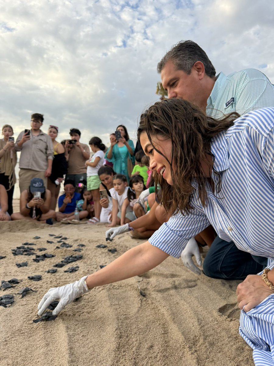 RamonCorralA's tweet photo. Una tarde muy especial en Bahía de Kino. 🐢🌊

Junto a mi esposa @KarlaPAguilarG , acompañamos al Grupo Tortuguero de Bahía de Kino en la liberación de 65 tortugas golfinas. 🐢🌊

Qué bonito verlas llegar al mar y ser parte de estos esfuerzos para proteger a una especie que está en peligro de extinción y conservar nuestras costas.