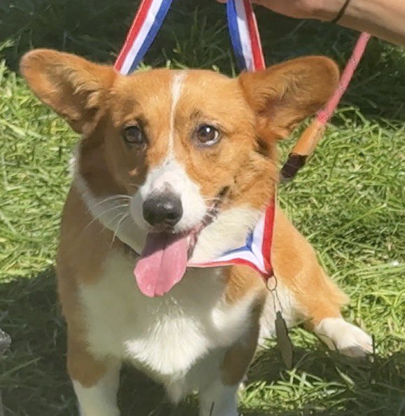 MsEggmily's tweet photo. Corgi con today🐶 https://t.co/Li30dSKcVr
