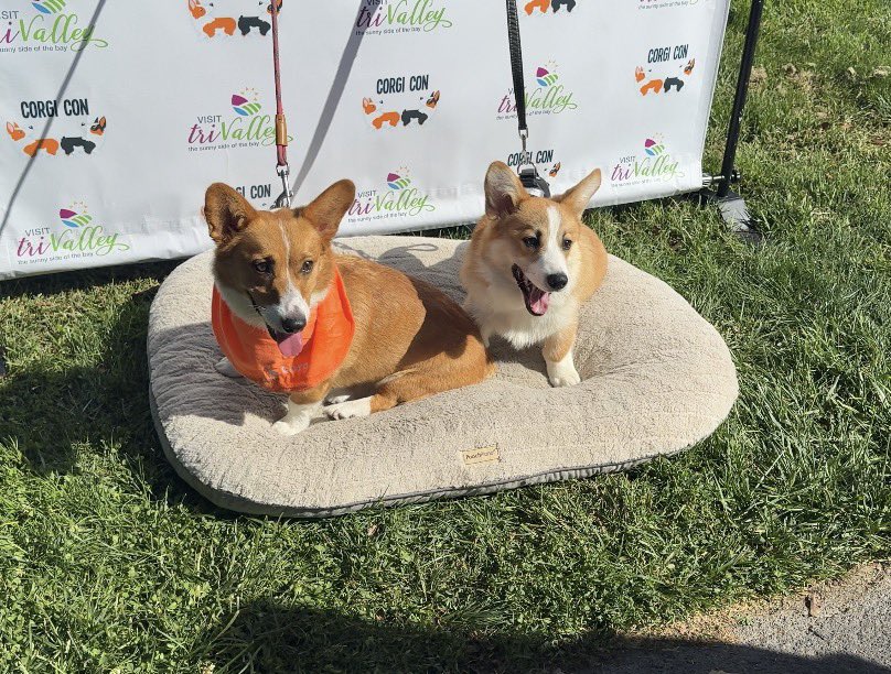 MsEggmily's tweet photo. Corgi con today🐶 https://t.co/Li30dSKcVr