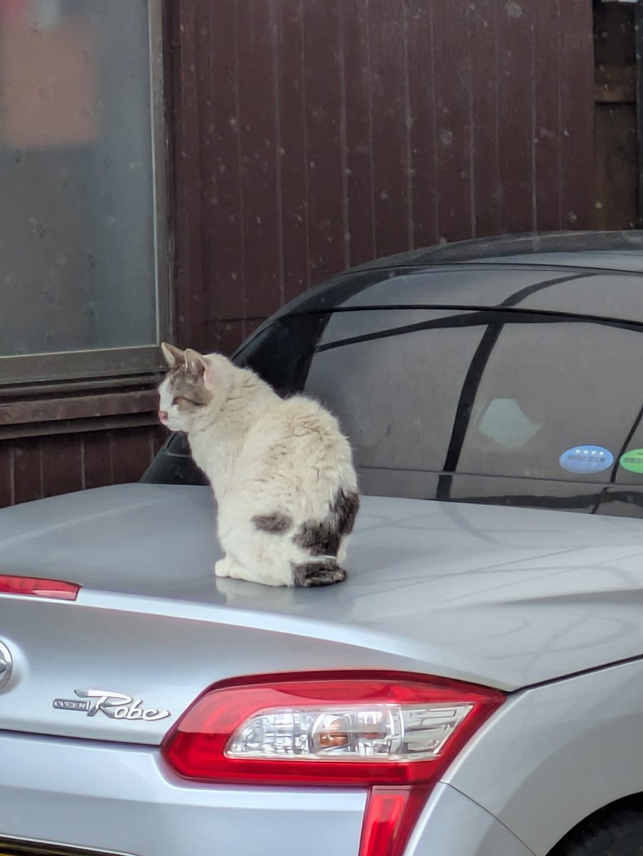 aichiboueitai's tweet photo. 野良猫氏（オスメス不明）。遠慮��ちにトランクへ乗っていたのが、時が経った今や屋根で熟睡するように…（ちなみに家族の車ｗ）。まあ今日は雨だしくつろいでいってくれたまえ…←おい https://t.co/f6BWEya8D8