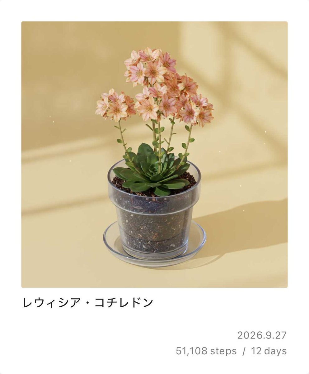 sugar_tl's tweet photo. #PixelPot
レウィシア・コチレドンが育ったよ！
多肉に見えて多肉じゃない多年草？？
花可愛い✨ https://t.co/oYDvEOlmfr