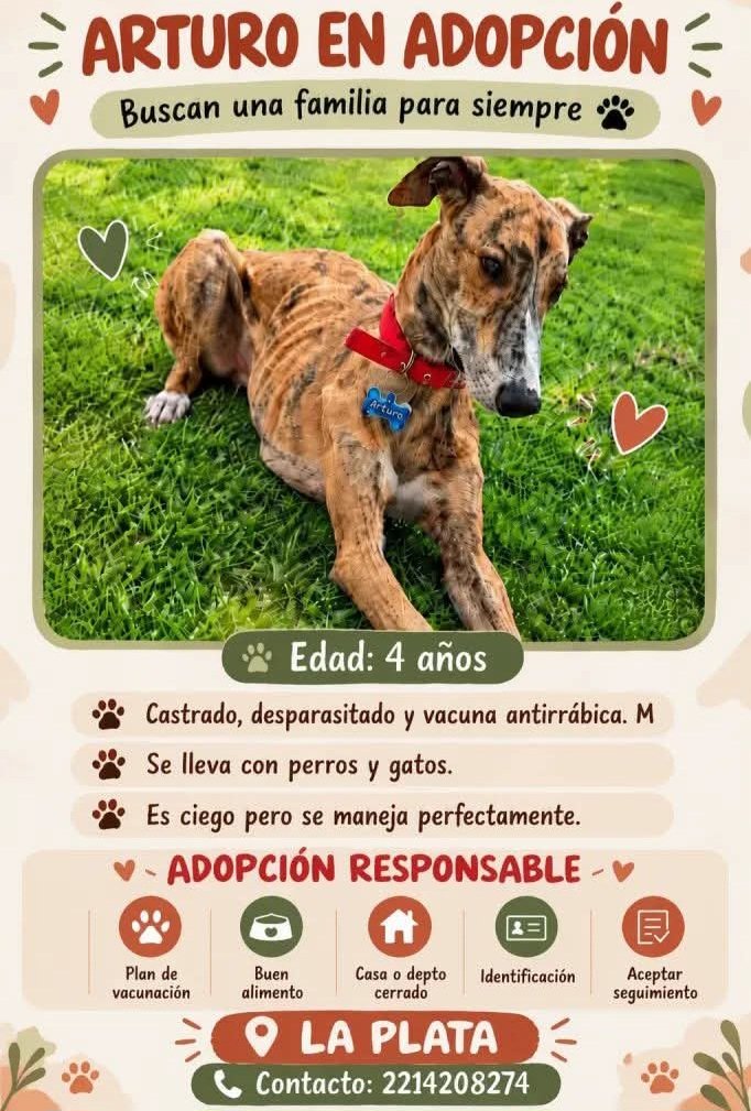 ComoNoAdorarlos's tweet photo. SOY ARTURO💙 tengo 4 años y ESPERO EN ADOPCION, me dan una oportunidad? 
 #LaPlata 👇👇👇
📱2214208274 https://t.co/xcpAfIjBMb