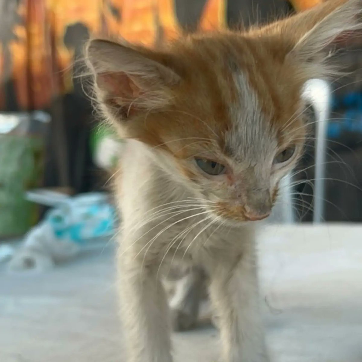 leahrobertseeew's tweet photo. We have a new kitten at our shelter. A friend told me about him after finding him wandering alone among the trash. I rescued him, cleaned him up, and treated his wounds. He’s now safe with us. Please keep Gaza’s animals in your thoughts and prayers. https://t.co/i9SkOuUy38