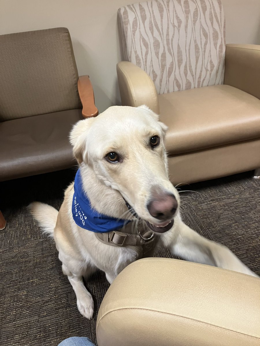 floofyAnimal's tweet photo. Good hospital pupper! https://t.co/BdJM8EVjw3