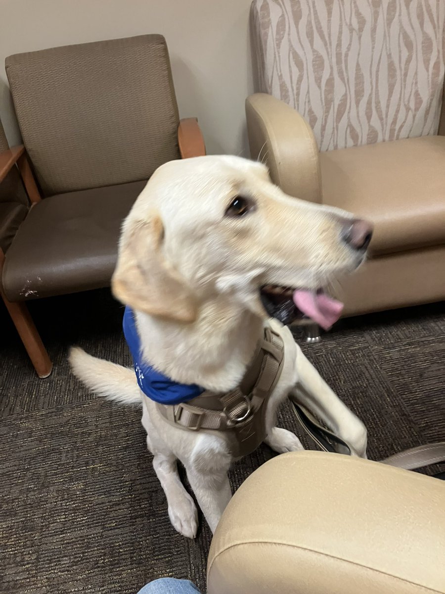 floofyAnimal's tweet photo. Good hospital pupper! https://t.co/BdJM8EVjw3