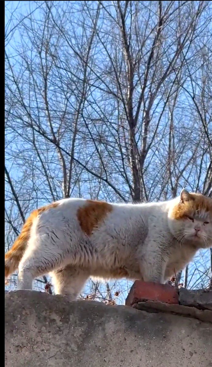 mssne2's tweet photo. Hey there, little dirty cat! Your fluffy short fur has some stains, time for a wash! https://t.co/bTgVTW1RIo