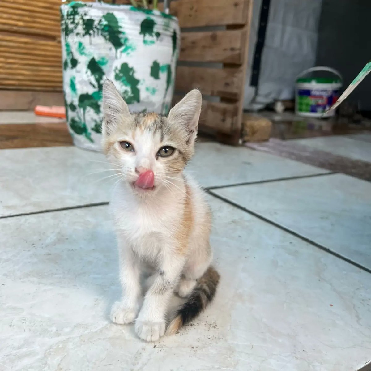 leahrobertseeew's tweet photo. We’re grateful to have been a safe haven for these animals when they needed it most, and to have you by our side helping make a difference in their lives. We love you all. https://t.co/QeKxnB2BVk